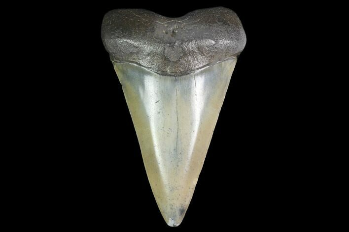 Large, Fossil Mako Shark Tooth - South Carolina #142317